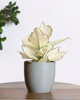 Aglaonema white variegated